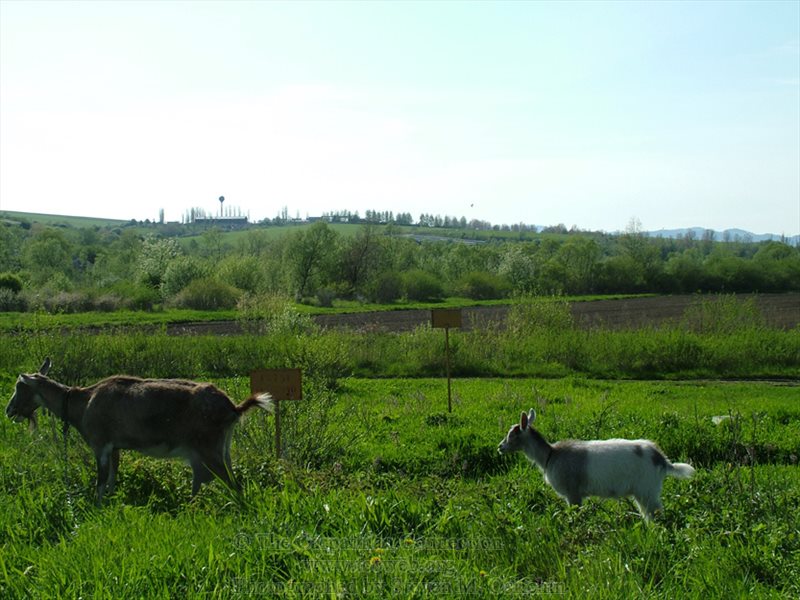 Field and goats