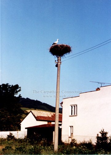 A stork nests on a power pole