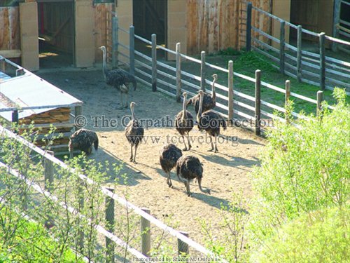 Emu in Hromos Farm
