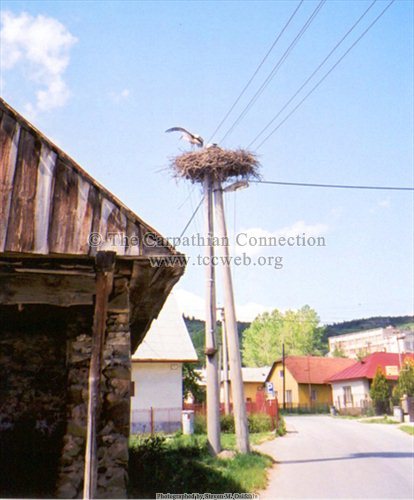 Stork Nest
