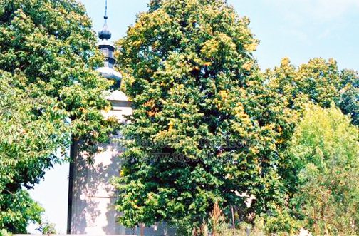 Greek Catholic Church