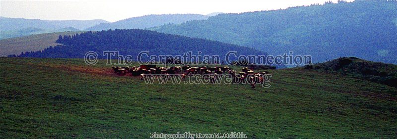 Cows Grazing in the Fields